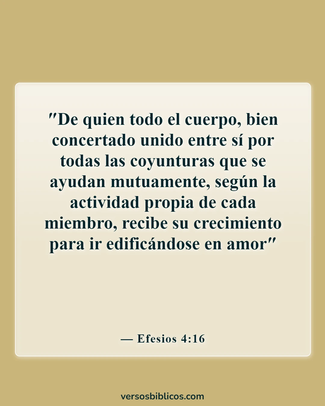 Versículos de la Biblia sobre la unidad y el trabajo conjunto (Efesios 4:16)