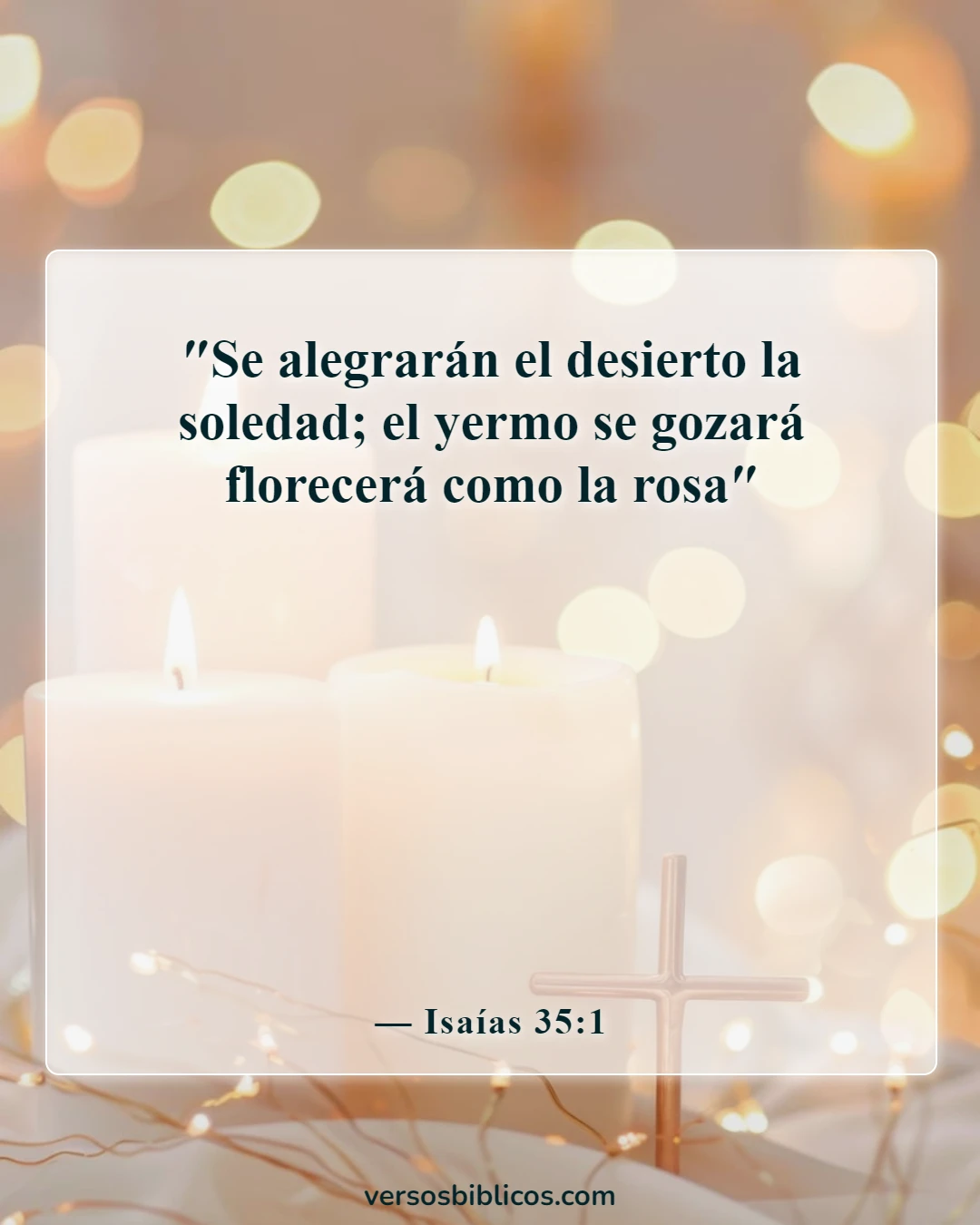 Versículos de la Biblia sobre las rosas (Isaías 35:1)